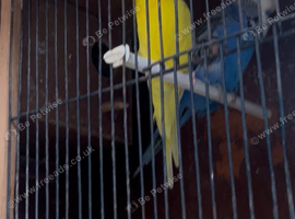 Breeding pair of exhibition Budgie sale or  trade