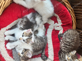 Beautiful and friendly fluffy tabby and white kittens