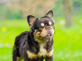 Chocolate & Tan Visual Fluffy Stud