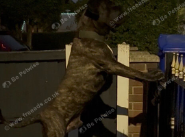 Male Presa Canario for sale