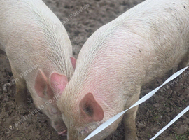 Middle White Female Pigs - &pound;50 Each