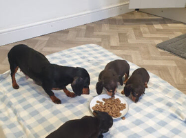 Dachshund puppy