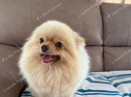Pomeranian dogs for sale