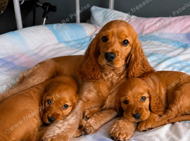 Cocker spaniel