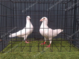 White bussheart breeder pair