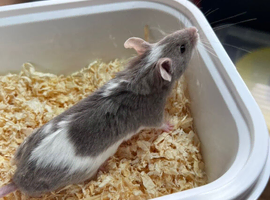 Baby fancy mice