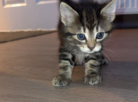 3 Maine coon X kittens