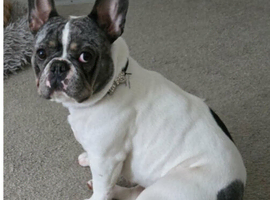 2 year old French bull
