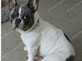 2 year old French bull