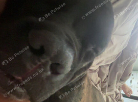 Cane corso male