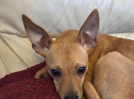 Very sad sale for my beautiful girl