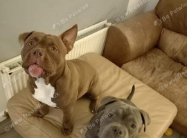 Uncle and nephew to rehome
