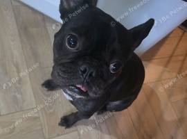 2.5 year old Frenchie