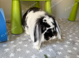 Blue's Bunny Boarding
