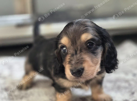 Kc Dapple mini long haired Dachshund