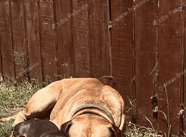 3 year old male bruno