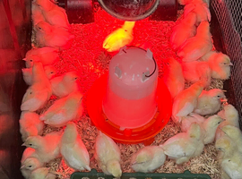 Bovan chicks and Dekalb Female