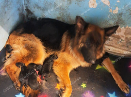 German shepherd puppies