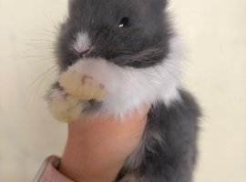 Baby Rabbits_Dutch X Lionhead Kits_For Sale*READ DESCRIPTION FOR PRICING*