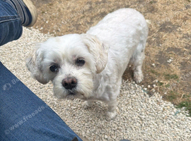 I donate my lovely dog to a good home