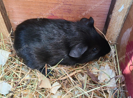 Guinea Pigs (Male)