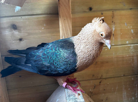 4 archangel for sale