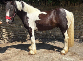 Beautiful 15.1 31/2yr old piebald Irish Draught x Cob Gelding