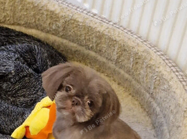 Shihtzu 5 year old girl