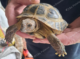Male horsefield tortioes