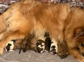Beautiful fluffy Pomeranians READY NOW
