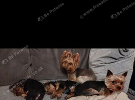 Yorkshire Terrier Puppies