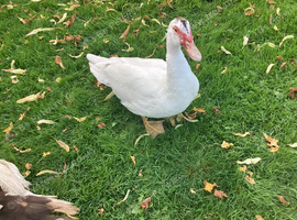 Adult Muscovy drakes
