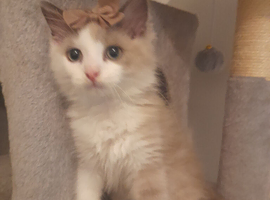Beautiful ten week old feamale mink ragdoll