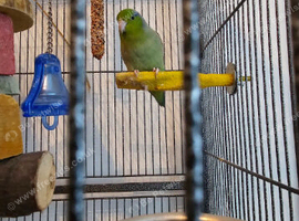 Parrotlet charlie