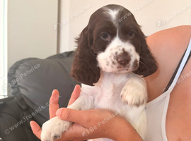 STUNNING KC REGISTERED COCKER SPANIEL PUPPIES