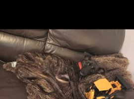 Lurcher cross Cane Corsa