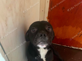 Male staffy cross frenchie