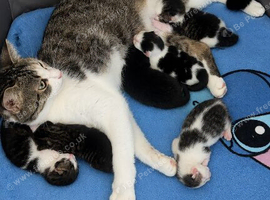 6 fluffy kittens