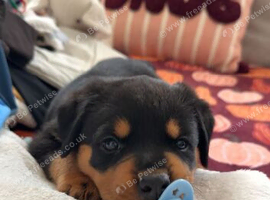 Beautiful rottweiler puppies for sale