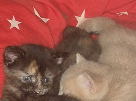 Bengal cross kittens