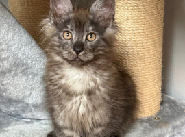 Stunning Pedigree Maine Coon Kittens for Sale