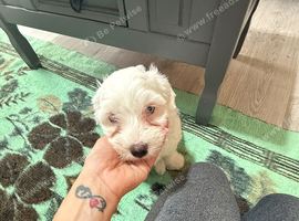 Puppies for sale