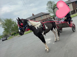 14.2/14.3 trotting colt ride and drive