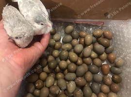 CHINESE PAINTED BUTTON QUAILS EGGS !