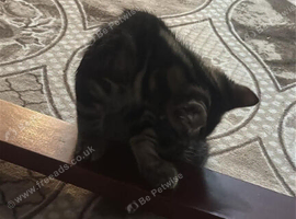 Kittens for sale