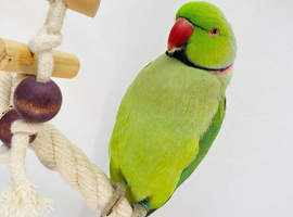 Green indian ringneck parrot