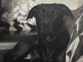 2 year old female lab