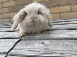 Mini lion lop