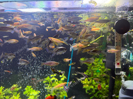 80/100 tropical fish