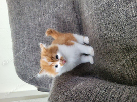 3 beautiful kittens for sale